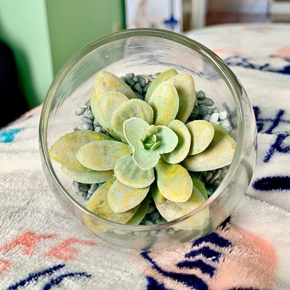 Glass Terrarium Faux Green Succulent Home Cute Mini Decor Accent Art Display